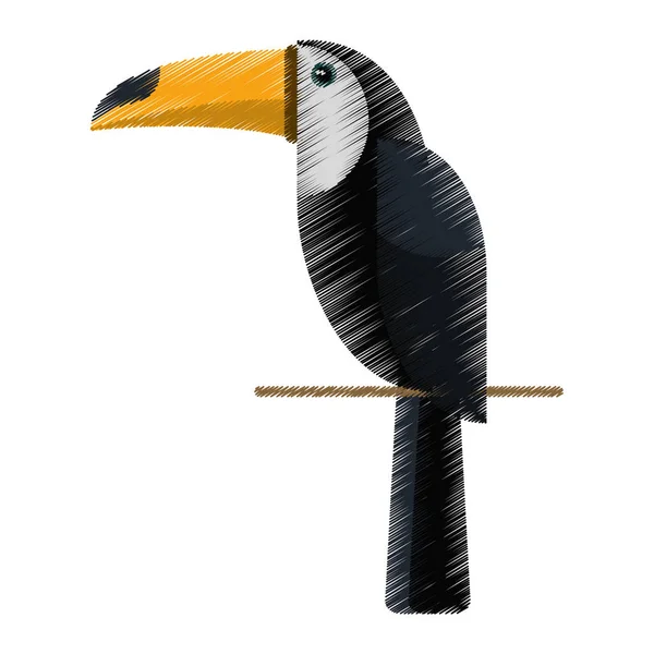 Ritning brasilianska toucan fågel natur — Stock vektor