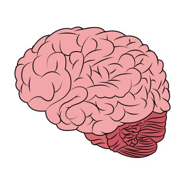 İnsan beyni tasarımı