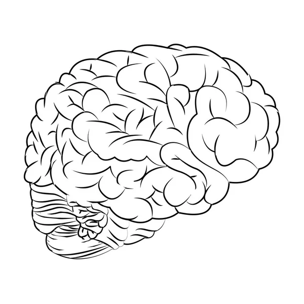 Menschliche Gehirngestaltung — Stockvektor
