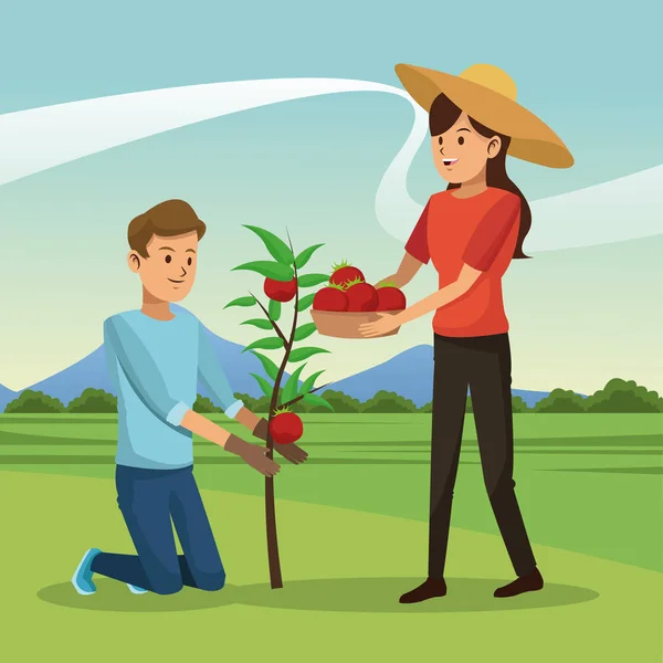 Pareja recogió tomate cesta árbol paisaje — Vector de stock