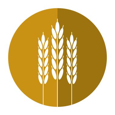 buğday kulakları gölge hasat