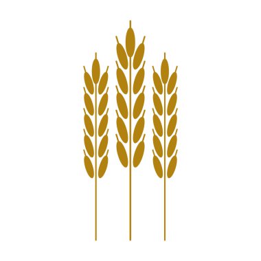 buğday kulakları Tahıl hasat