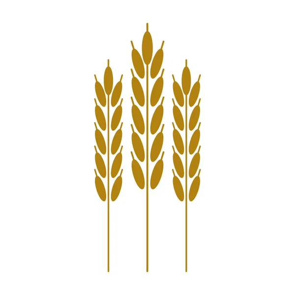 收获小麦耳朵麦片 — 图库矢量图片