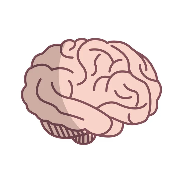 인간의 뇌 아이콘 — 스톡 벡터