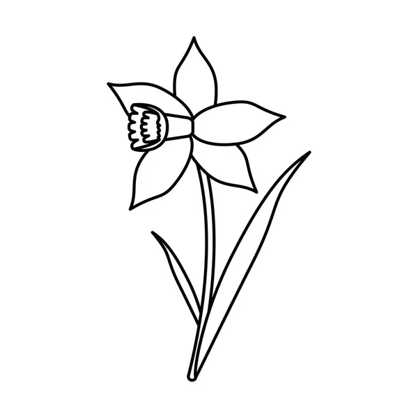 Narciso flor flor flor linha fina — Vetor de Stock