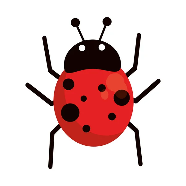 Ladybug fly antenna animal — Stock Vector