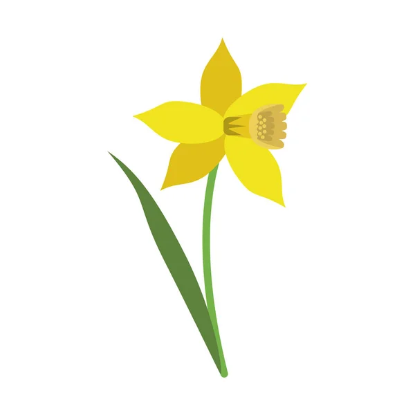Άνθιση λουλουδιών Daffodil φύλλων — Διανυσματικό Αρχείο