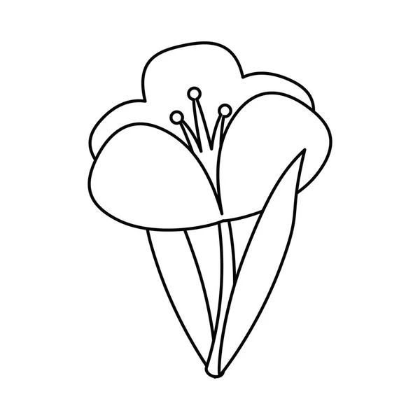 Crocus planta primavera floral delgada línea — Vector de stock