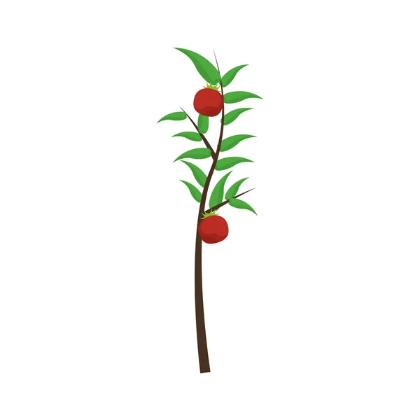 Икона растений помидоров — стоковый вектор