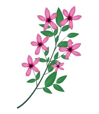 Cosmos şube yaprakları görüntü