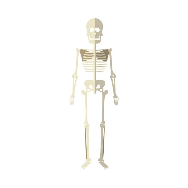 Icône squelette médical — Image vectorielle