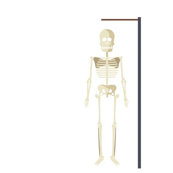 Icono esqueleto médico — Archivo Imágenes Vectoriales