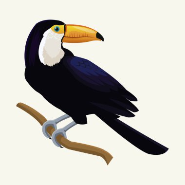 Toucan egzotik tropik kuş