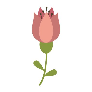 Lale çiçek dekorasyon görüntü