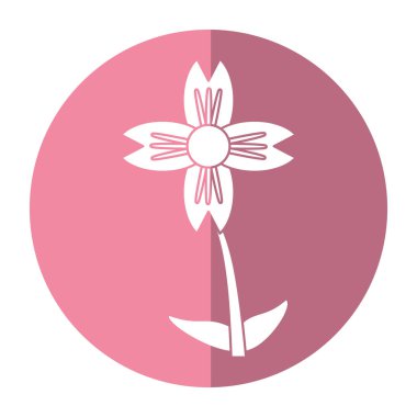 Amaryllis çiçek doğal gölge