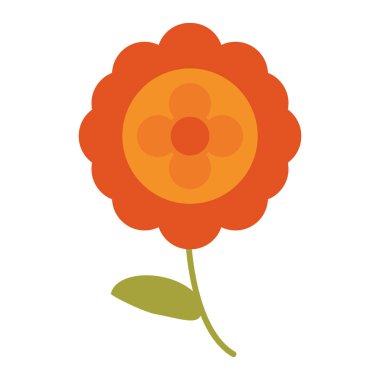 Aster çiçek doğal görüntü