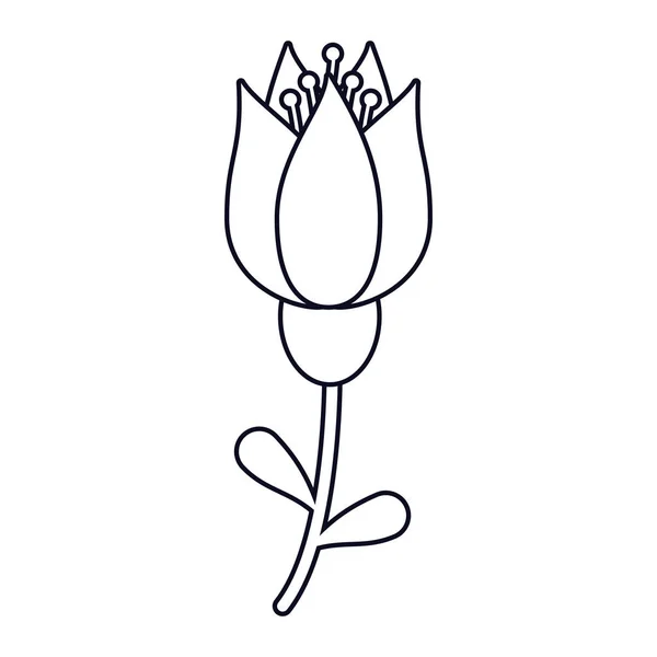Tulip blomma dekoration linje — Stock vektor