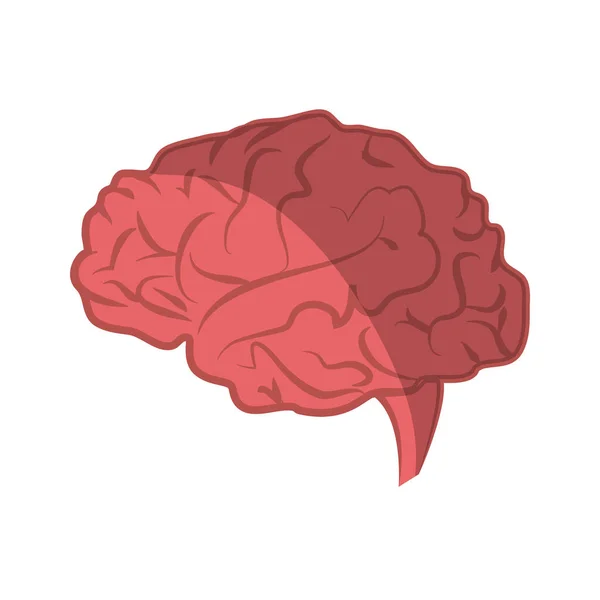 Human brain icon — Stock Vector