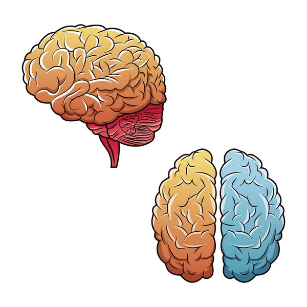 Menschliche Gehirne von oben und von der Seite — Stockvektor