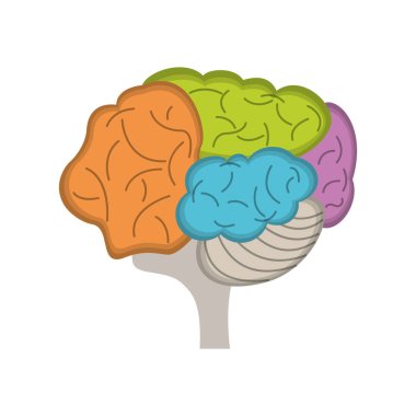 beyin fikir insan yaratıcılık