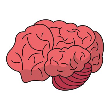 beyin fikir insan organ