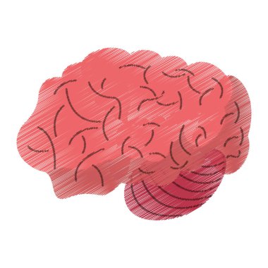 Çizim beyin fikir insan organ