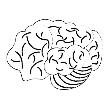 beyin insani kalkınma fikri