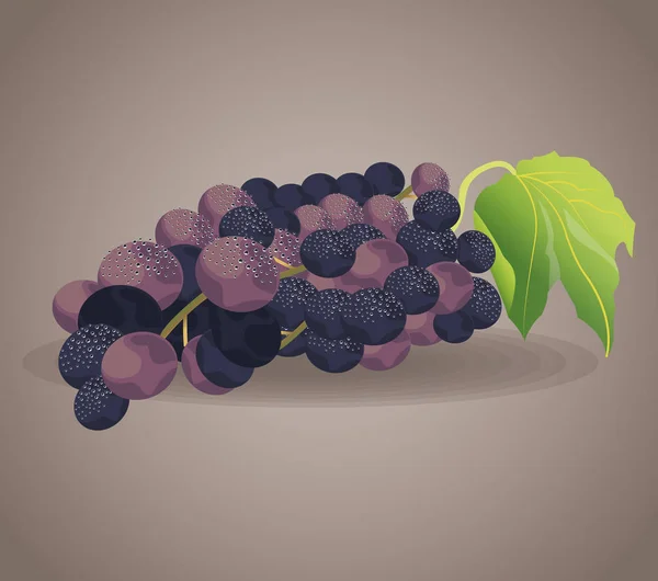 Vino ingrediente de fruta de uva — Vector de stock