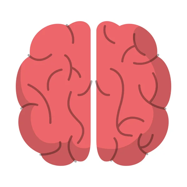 Brain organ human function image — Stock Vector