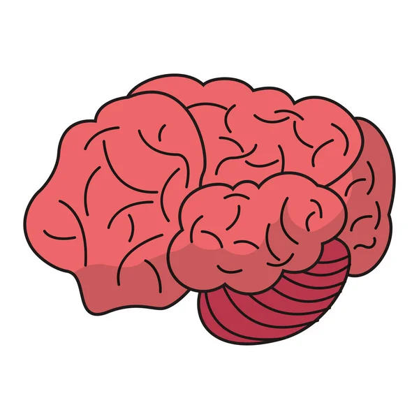 Idea del cerebro órgano humano — Vector de stock