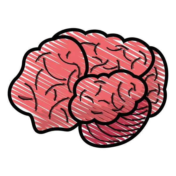Tekening hersenen menselijke idee concept — Stockvector