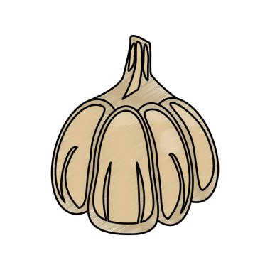 Çizim sarımsak yemek beslenme