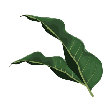 tropikal bırak palmiye ağacı görüntü