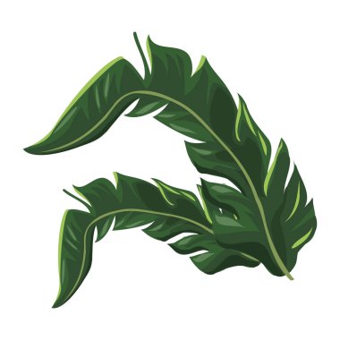 tropikal bırak palmiye ağacı görüntü