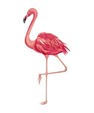 Flamingo egzotik tropik kuş