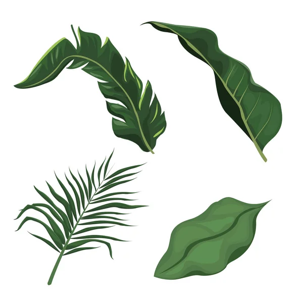 Hojas tropicales palmera planta — Vector de stock