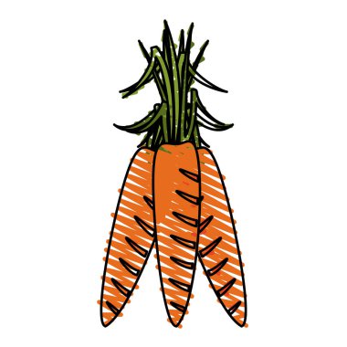 havuç vektör çizim