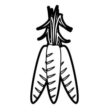 havuç vektör çizim