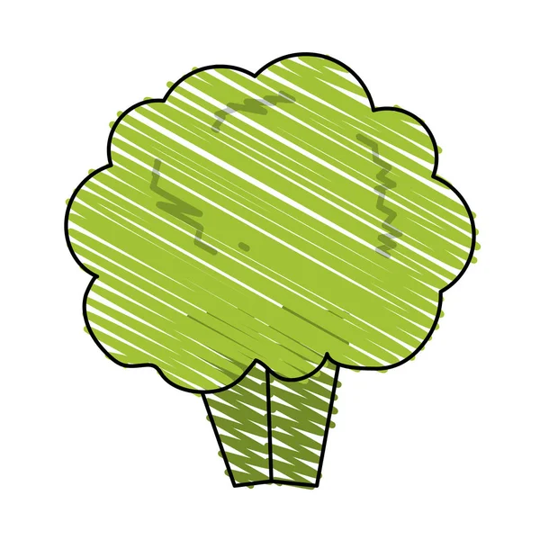 Broccoli vektorillustration — Stock vektor