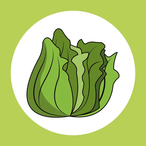 Lechuga saludable imagen fresca — Vector de stock