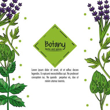 Botanik otlar ve baharatlar