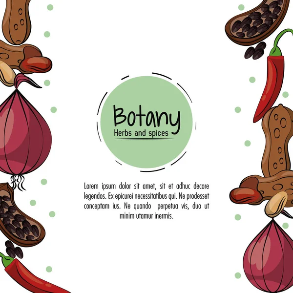 Botanik örter och kryddor — Stock vektor