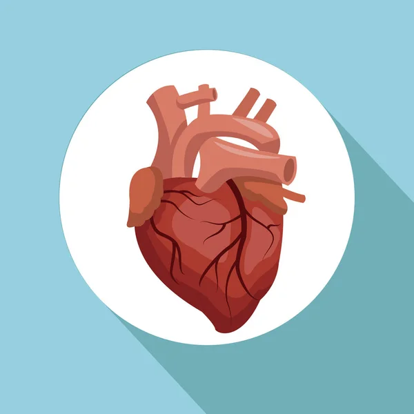 円形フレーム心臓臓器人間の身体と色の背景 — ストックベクタ