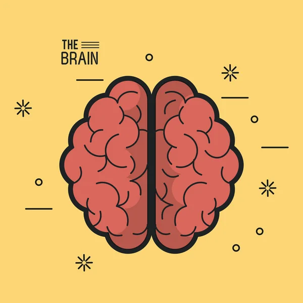 Färgglad affisch hjärnan översta vyn av dess två halvklot i gul bakgrund — Stock vektor