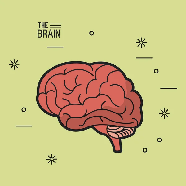 Färgglad affisch av hjärnan i ljusgrön bakgrund — Stock vektor