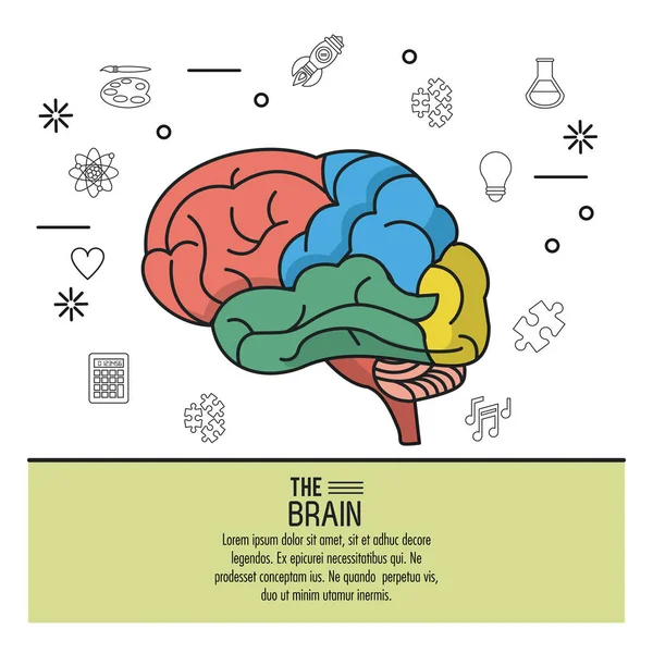 Affiche colorée le cerveau avec vos différentes parties en couleurs — Image vectorielle