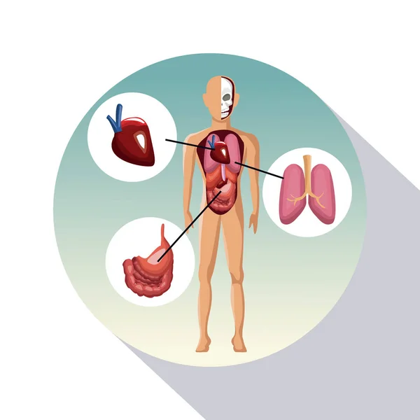 Sombreado marco circular de primer plano cartel cuerpo humano con sistemas — Vector de stock