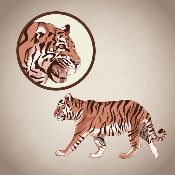 Tijger tekening over bruine achtergrond — Stockvector