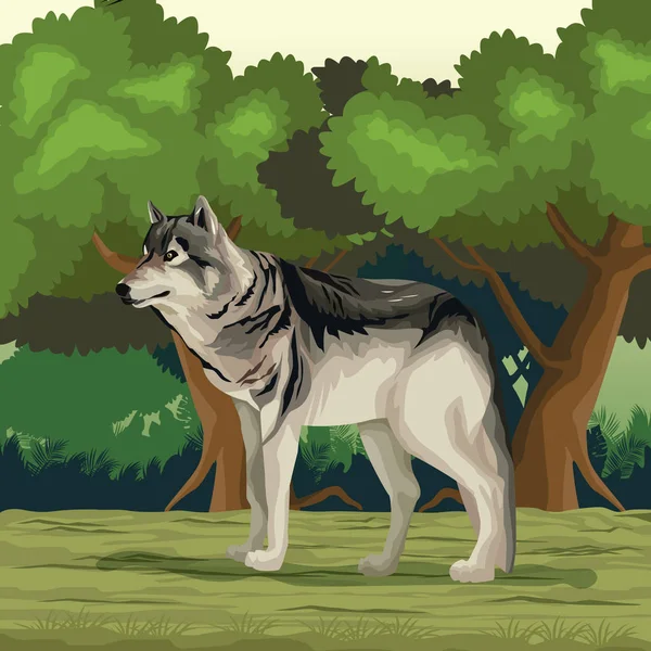 Lobo en la selva — Vector de stock