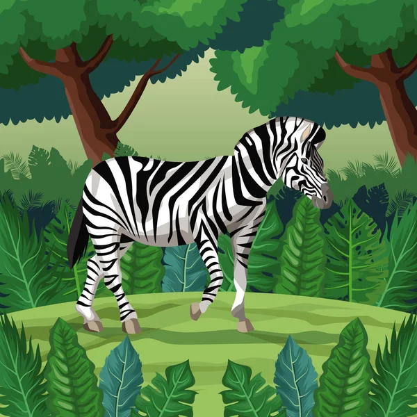 Zebra in the jungle — Stock Vector